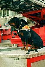 barbara rottweiler vvf