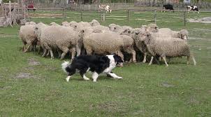 border collie sheepdog