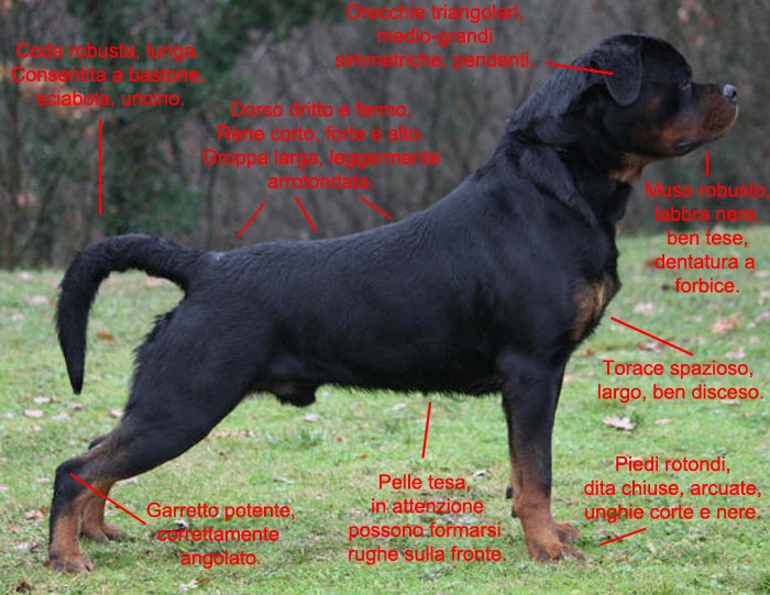 standard rottweiler